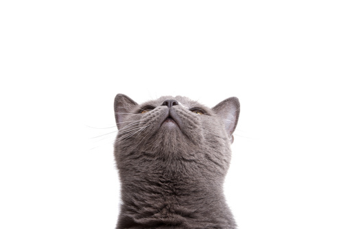 blue gray british cat isolated on the white