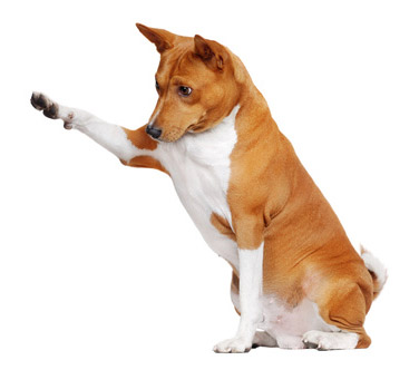 sitting in a white studio basenji dog pointing to the copy space